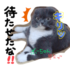[LINEスタンプ] スコティッシュのぶーちゃんの日常