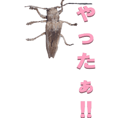 [LINEスタンプ] カミキリ2からーBIG