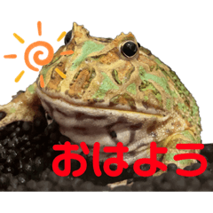 [LINEスタンプ] クランウェルツノガエルのわさび君