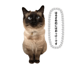 [LINEスタンプ] 猫のはるさめ