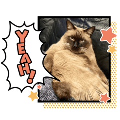 [LINEスタンプ] ブルーザーキャット