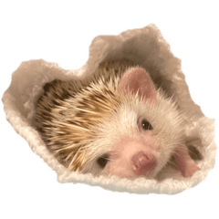 [LINEスタンプ] ハリネズミの顔