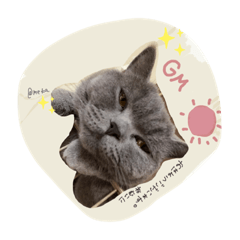 [LINEスタンプ] こころんの猫の日常スタンプ