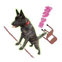 [LINEスタンプ] 甲斐犬松風の日常その1