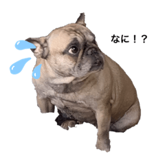[LINEスタンプ] うちの愛犬くりちゃん