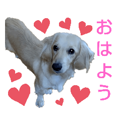 [LINEスタンプ] ダックスのアイーンちゃん