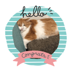 [LINEスタンプ] ねこやひとや景色など