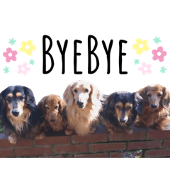 [LINEスタンプ] 5匹の愉快な仲間たち