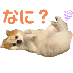 [LINEスタンプ] ぽぽわたちゃちゃなごみ