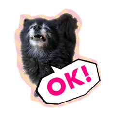 [LINEスタンプ] 黒ポメラニアン「アポロ」