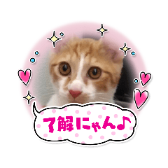 [LINEスタンプ] まおはおはお