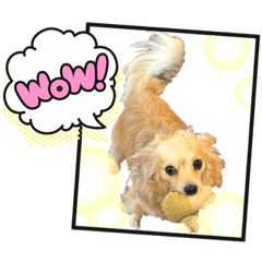 [LINEスタンプ] チワックスのミミちゃん♡