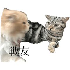[LINEスタンプ] ティーandチィの日常
