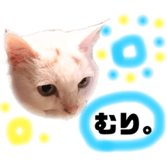 [LINEスタンプ] 困っていない猫。すずのひとことスタンプ