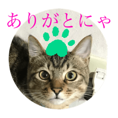 [LINEスタンプ] 子猫   ここちゃん すたんぷ 発売中にゃ！