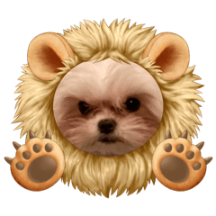 [LINEスタンプ] マルチーズみぃちゃん