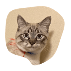 [LINEスタンプ] とらむぎスタンプ