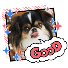 [LINEスタンプ] 無敵わんちゃんSERA③