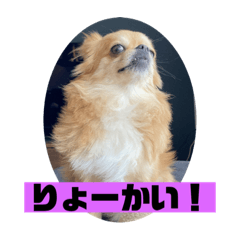 [LINEスタンプ] チワワスタンプごまちゃん