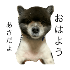 [LINEスタンプ] にゃーことまさむね