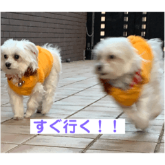 [LINEスタンプ] マルチーズのるるとまる
