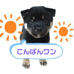 [LINEスタンプ] 黒柴むうちゃん