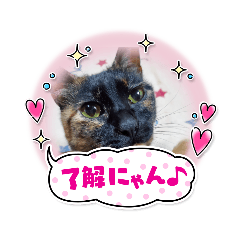[LINEスタンプ] はっぴ～にゃんず