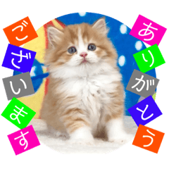 [LINEスタンプ] ねこまーち もこもこアイドル