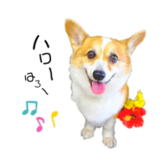 [LINEスタンプ] コーギー のイヴくん