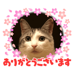 [LINEスタンプ] あずゆん2