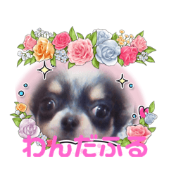 [LINEスタンプ] どうぶつと犬1