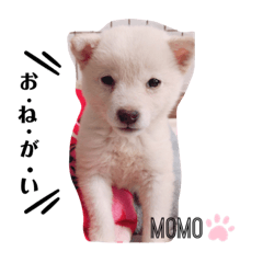 [LINEスタンプ] ハリやまくん大成功です！