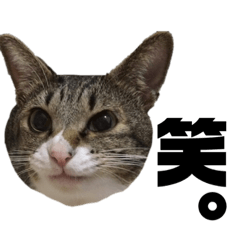[LINEスタンプ] ネコのミミさん