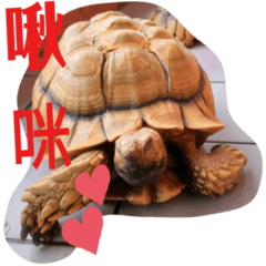 [LINEスタンプ] 龜桑カメサン