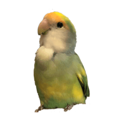 [LINEスタンプ] コザクラインコのアボカド♂