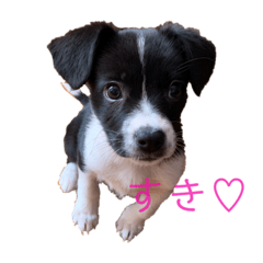 [LINEスタンプ] まろんちゃん＆でんくん
