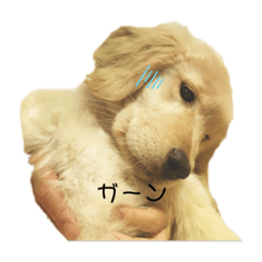 [LINEスタンプ] LaLaᵃⁿᵈsena