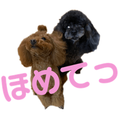 [LINEスタンプ] もこちまるスタンプ