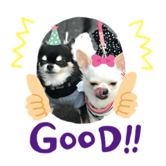 [LINEスタンプ] クロとパピー 2019.11