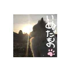 [LINEスタンプ] ポメラニアンサラ