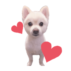 [LINEスタンプ] 愛犬むさしさん