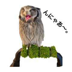 [LINEスタンプ] アフリカオオコノハズクのティー。