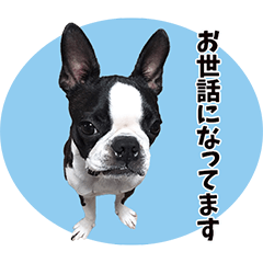 [LINEスタンプ] ボストンテリアの寧々♀2