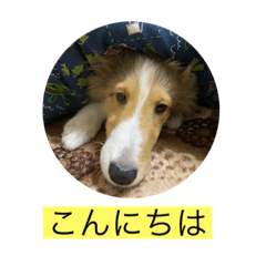 [LINEスタンプ] むらよし_シェルティ_1