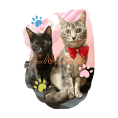 [LINEスタンプ] くろねことしばとら