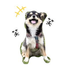 [LINEスタンプ] パピチワ(PINO)