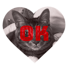 [LINEスタンプ] ねこのぽぽちゃん【日常すたんぷ】