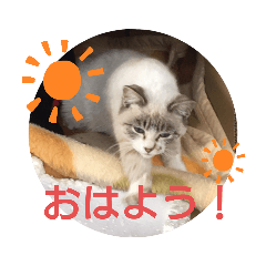[LINEスタンプ] だるの使えるスタンプ