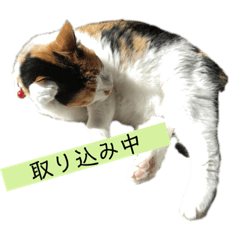 [LINEスタンプ] 我が家のびびちゃん