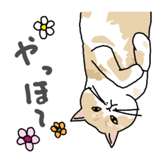 [LINEスタンプ] あいさつねこたち